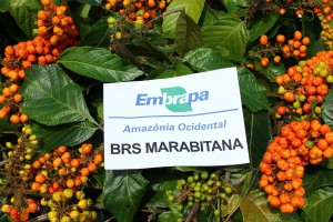 Foto: (Felipe Rosa - Embrapa)