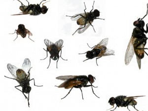 Imagem da notícia - Pesquisador diz que estudos com moscas servirão de base para pesquisas de entomologia médica