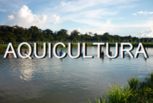 Imagem da notícia - Programa de Pós-graduação em Aquicultura do Inpa está com inscrições abertas até o dia 8 de novembro
