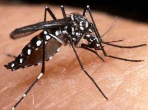 Imagem da notícia - Mapa da dengue mostra que 157 municípios estão em situação de risco