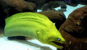 Oceanário de São Paulo -SP. (Foto: Denison Silvan)
