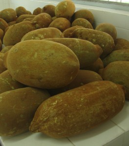 Cupuaçu. (Foto: Síglia Souza/Embrapa)