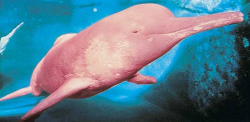 imagem do Boto-cor-de-rosa