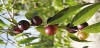 Camu-camu é rico em vitamina C e é um antioxidante de primeira ordem (Foto: Reprodução)