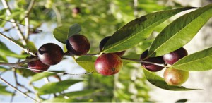 Camu-camu é rico em vitamina C e é um antioxidante de primeira ordem (Foto: Reprodução)