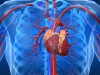 ADAN é um modelo desenvolvido para a simulação computacional do sistema cardiovascular humano, que utiliza a descrição tridimensional das artérias correspondente a um homem jovem com altura média de 1,70 cm (Foto: Reprodução)