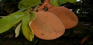 Imagem da notícia - Embrapa Amazônia Ocidental capacita agricultores sobre o cultivo correto do cupuaçu