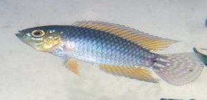 Peixes são caracterizados pela beleza ornamental e o porte pequeno (Foto: Jonas Oliveira)