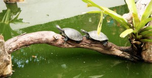 Minicircuito dos Quelônios inicia hoje, no Inpa (Foto: Reprodução)
