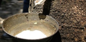 Imagem da notícia - Projeto leva novas tecnologias de cultivo de seringueira para 20 municípios do AM