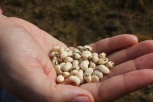 Imagem da notícia - Tecnologias para cultivo de feijão-caupi, milho e mandioca são levadas a 21 municípios do Amazonas