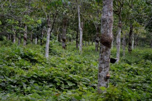 Plantio de seringueiras tricompostas (Foto: Siglia Souza)