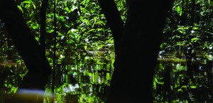 Imagem da notícia - Estudo busca informações sobre a dinâmica florestal para dar suporte ao manejo madeireiro