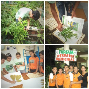 Plantas Medicinais são objetos de pesquisas vinculadas ao PCE (Foto: Divulgação/PCE)