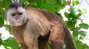 Cebus kaapori, endêmico da região da Amazônia, corre risco crítico de extinção, de acordo com Wilson Spironello (Crédito: Marcelo Marcelino/ICMBio)