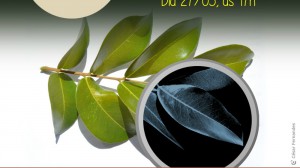 Imagem da notícia - Pesquisadora faz palestra sobre composição mineral de plantas e métodos de raios-X
