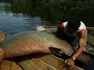 Imagem da notícia - Estudo analisa alternativa para tornar a produção de pirarucu em cativeiro mais barata na Amazônia