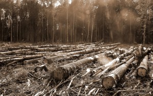 Imagem da notícia - Microsoft e ONU criam programa para prever degradação ambiental