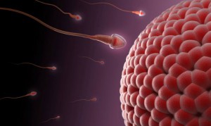 Imagem da notícia - Pesquisa revela segredo que faz óvulo atrair espermatozoide e descoberta pode ajudar tratamento de infertilidade