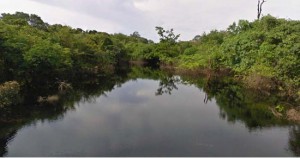 Imagem da notícia - Novo peixe elétrico é descoberto na região Amazônica