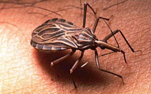 Imagem da notícia - USP São Carlos descobre remédio mais eficaz contra doença de chagas