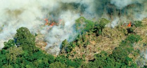 Imagem da notícia - Queimadas na Amazônia causam mutações no DNA de células vegetais e do pulmão humano