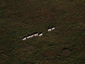 Imagem da notícia - É possível produzir mais alimentos na Amazônia sem desmatar, diz estudo
