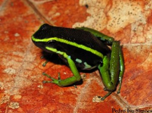 Imagem da notícia - Projeto de lei busca destravar pesquisas com genes e moléculas da biodiversidade