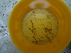 Imagem da notícia - Alunos do Ensino Médio de Minas Gerais desenvolvem larvicida contra dengue