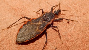 Imagem da notícia - USP descobre nova substância que pode ser usada contra doença de Chagas