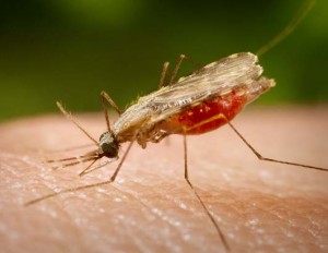 Imagem da notícia - Cientistas usam genética para eliminar mosquitos fêmeas que espalham malária