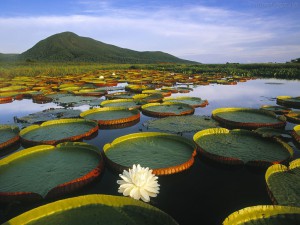 Imagem da notícia - Pesquisadores discutem biosfera, atmosfera e uso da terra na Amazônia