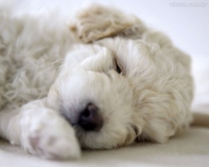 Imagem da notícia - Pelo de poodle é similar à lã e pode virar roupa para pets, mostra pesquisa