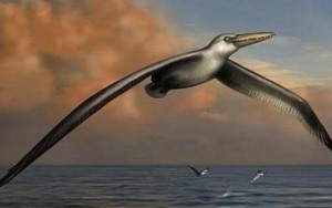 Imagem da notícia - Cientistas acham fóssil de ave que pode ter sido a maior que já existiu