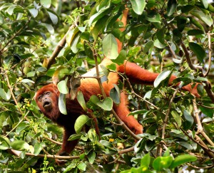 Imagem da notícia - Palestra aborda papel dos macacos guariba na manutenção das florestas