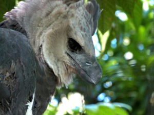Imagem da notícia - Instituto Mamirauá divulga resultado preliminar de inventário de aves