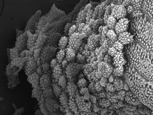 Imagem da notícia - Simpósio de Microscopia na Amazônia promove palestras sobre microorganismos da região