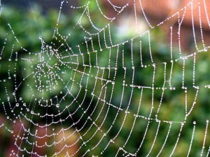 Imagem da notícia - Pesquisadores brasileiros desenvolvem teia de aranha sintética
