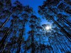 floresta1