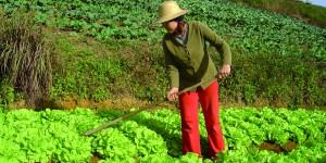 Imagem da notícia - Ufam realiza encontro da agricultura familiar e debate ‘Inovação de Sustentabilidade’