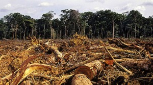 Imagem da notícia - Pará lança sistema de combate ao desmatamento em terras griladas