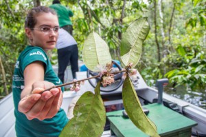 Imagem da notícia - Inventário da flora vai subsidiar plano de gestão da Reserva Amanã