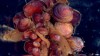 120911092400_molluscs_512x288_bbc