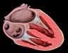 Heart_tee_four_chamber_view