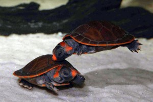 Irapuca-amazonico-Medio-Rio-Negro_ACRIMA20121204_0068_15
