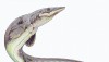 Platecarpus1DB
