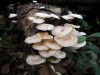 Lentinula raphanica 1_ppbio