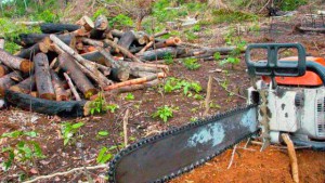 Pesquisadores do AM apresentarão trabalhos sobre uso e ocupação da Amazônia. (Foto: Divulgação)
