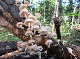 Cogumelos serão utilizados para geração de produtos alimentícios a partir da biodiversidade da floresta amazônica. (Foto: Divulgação)