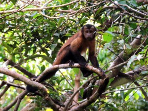 A área de estudo é localizada na região do Médio Solimões, próxima à confluência dos rios Solimões e Japurá (Foto: Rafael Rabelo)